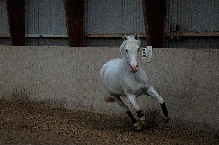 Anden særlig race Sir Camelot "Tidl. Hest" billede 2