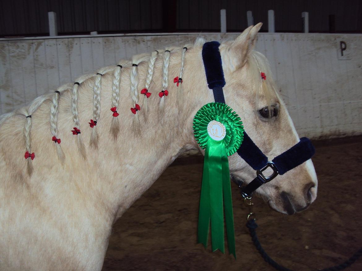 Anden særlig race Jerry. *SOLGT* - Til stævne. Er han ikke bare fin.  billede 8