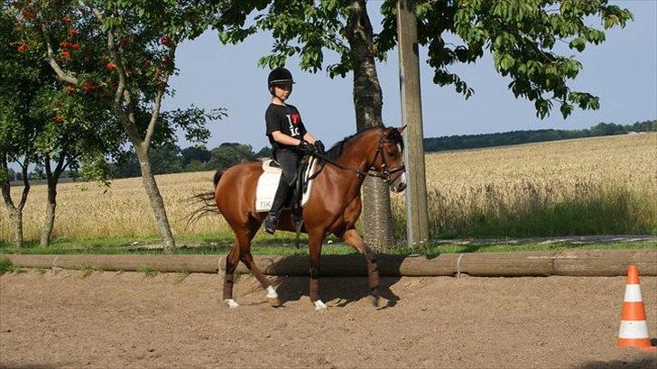 Anden særlig race Tika [tidligere låne pony] ;-( billede 10