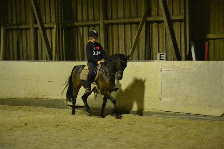 Anden særlig race Prince Joey - Dressur undervisning ?:) billede 3