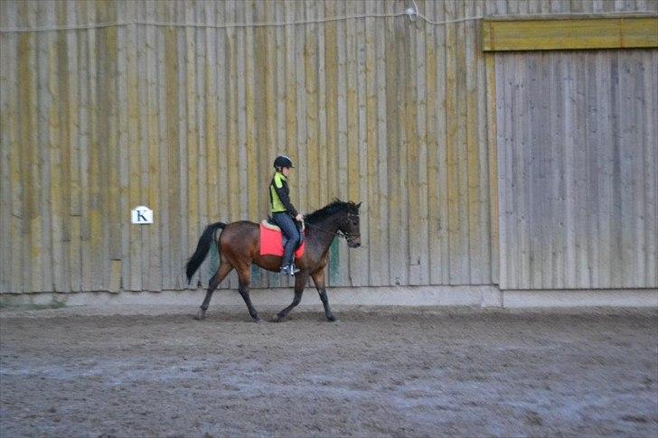 Anden særlig race Prince Joey - Dressur undervisning ?:) billede 11