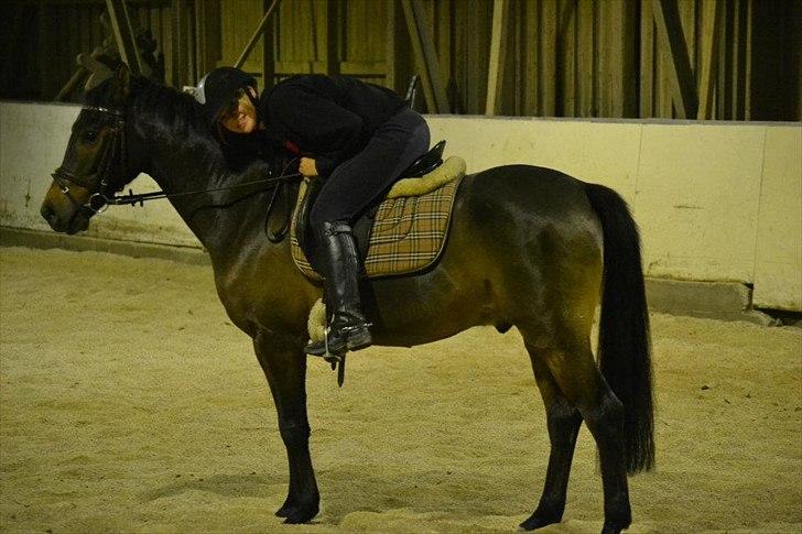 Anden særlig race Prince Joey billede 4