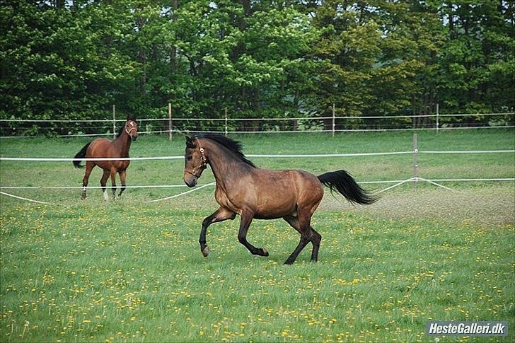 Anden særlig race Prince Joey - Vildbassen på sommergræs:)) billede 14