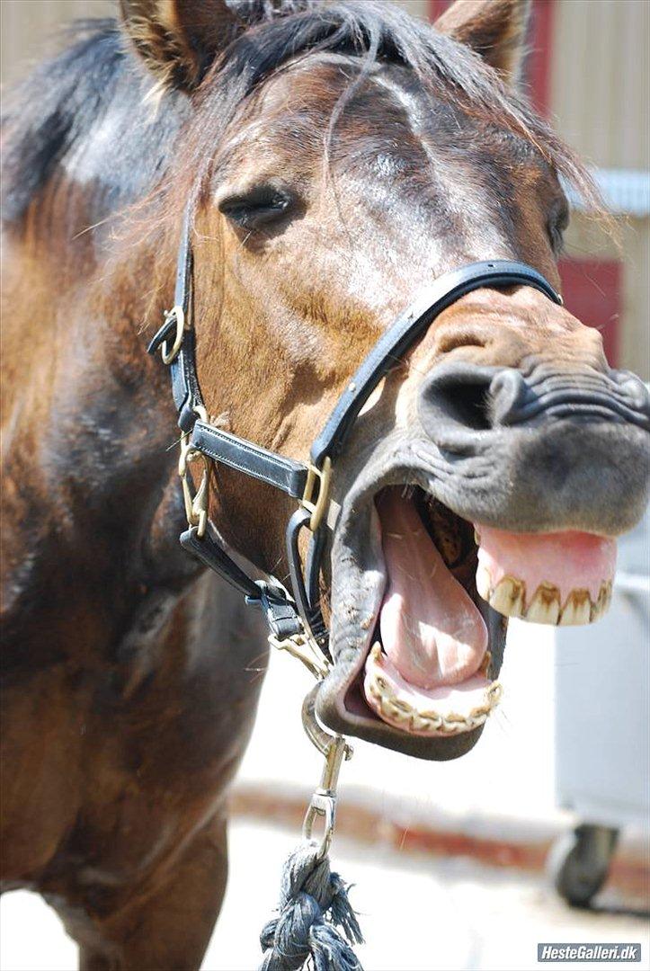 Anden særlig race Prince Joey - Træt?(: billede 2