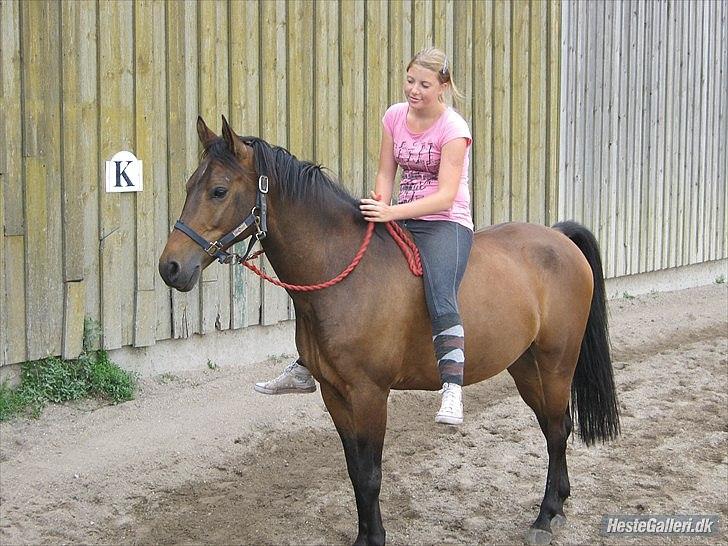 Anden særlig race Prince Joey - Lige hentet for fold "UNDSKYLD MANGLEN AF RIDEHJELM" billede 16