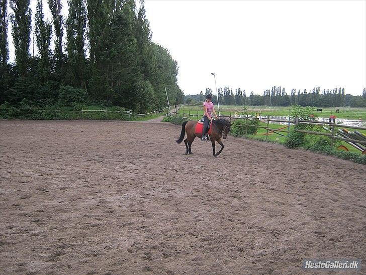 Anden særlig race Prince Joey - Dressur undervisning ?:) billede 12