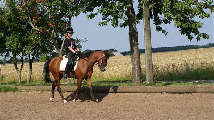 Anden særlig race Tika [tidligere låne pony] ;-( billede 9