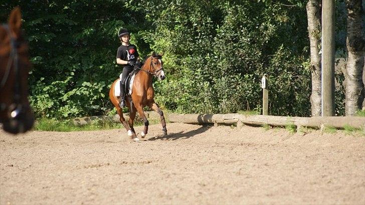 Anden særlig race Tika [tidligere låne pony] ;-( billede 12