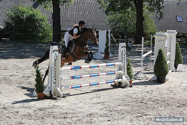 Anden særlig race Prince Joey - OBS: Ejeren springer:) billede 13