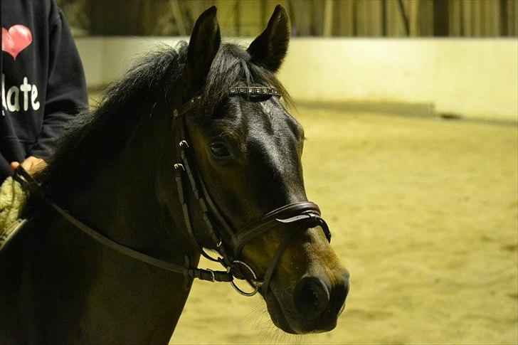 Anden særlig race Prince Joey billede 6