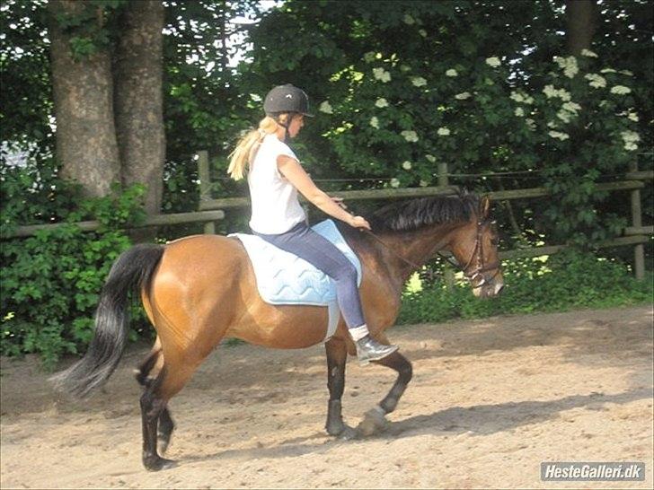 Anden særlig race Prince Joey - Hygge:-) billede 10
