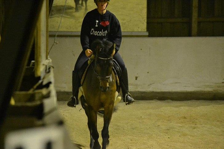 Anden særlig race Prince Joey - Dressur undervisning ?:) billede 7