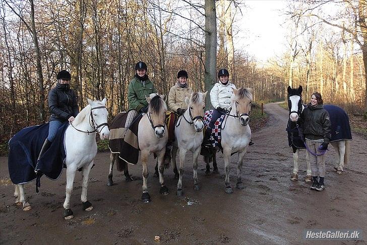 Anden særlig race "koen" Spirit - 17 december 2011.
I skoven med Anette, Lene, Anne og Rikke <3 billede 9