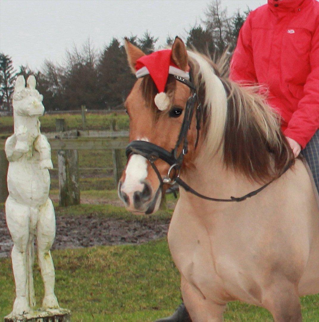 Anden særlig race Charming - Julen 2011 :)  billede 4