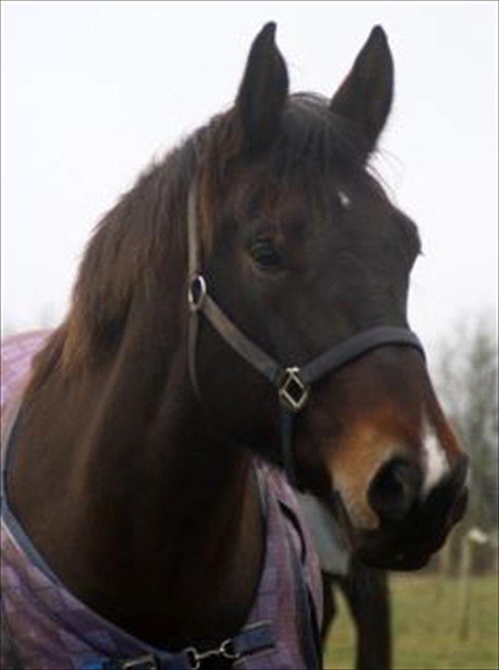 Oldenborg Felix Dupont - 7. billede 7