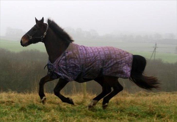 Oldenborg Felix Dupont - 17. billede 17