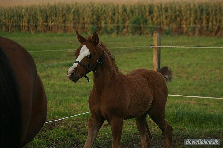 Arabisk fuldblod (OX) Staldvalhalla's Bifrost billede 8