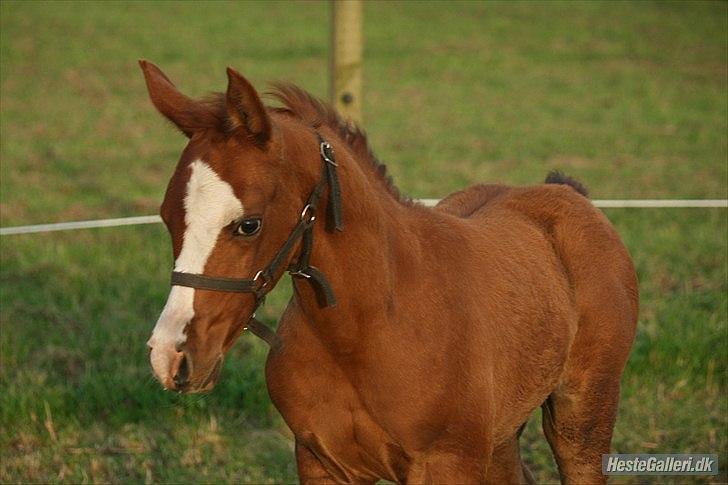 Arabisk fuldblod (OX) Staldvalhalla's Bifrost billede 1