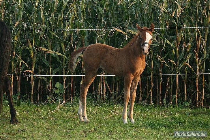 Arabisk fuldblod (OX) Staldvalhalla's Bifrost billede 12