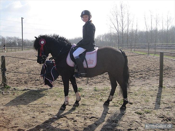 Welsh Pony (sec B) Papaya *R.I.P* - Papaya med sin nye ejer ! :-) De er perfekte sammen!! :) <3 Er glad for det blev jer der fik lille Papaya <3 billede 9