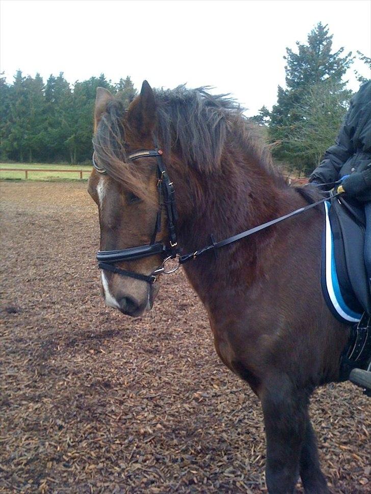 DSP Horsmarks Liberkin (DSP) billede 8