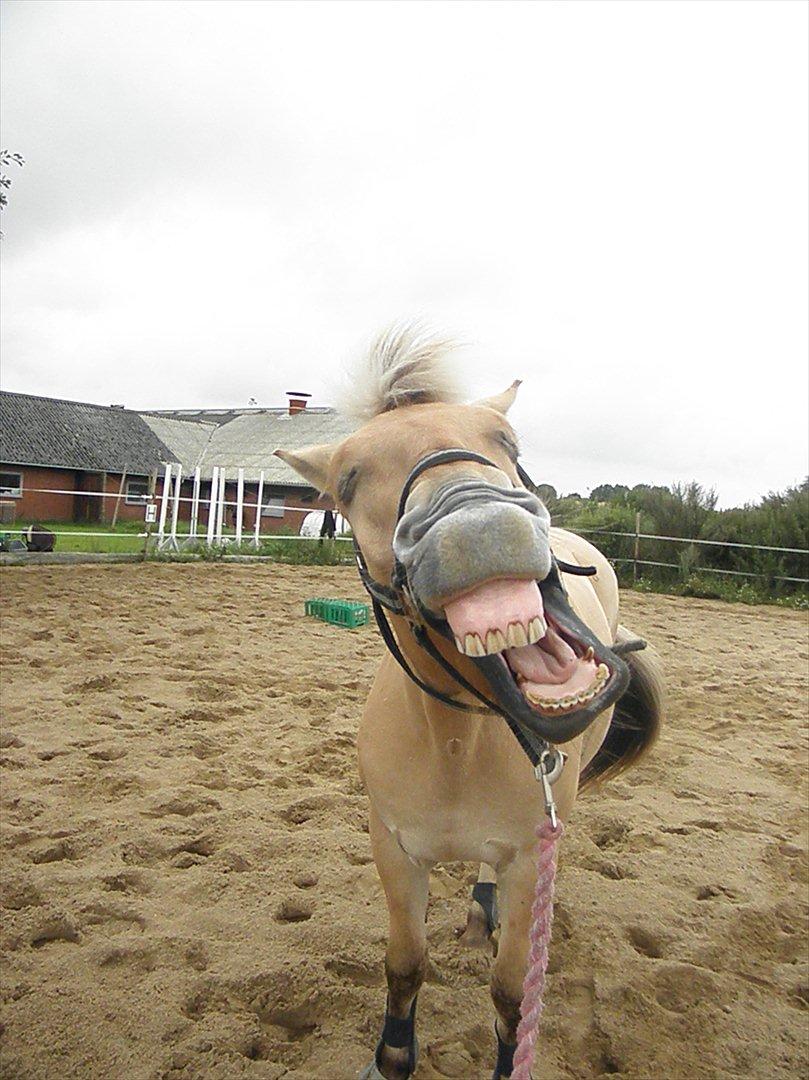 Fjordhest Emir Stanstorp (SOLGT) - søøøøøøøøøøøøde, Emir!<3 billede 19