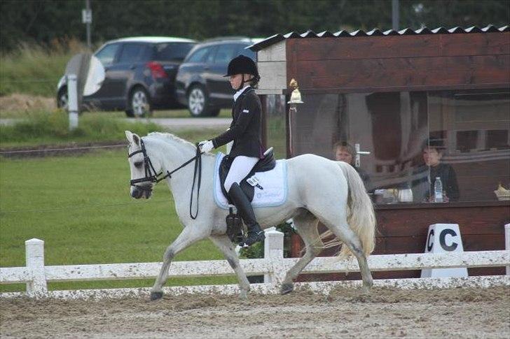 Welsh Pony (sec B) Black Beauty A-pony SOLGT <3 :,( - DM 2011 opvarmings klasse la3 67% blev nr 3 :) <3 billede 14