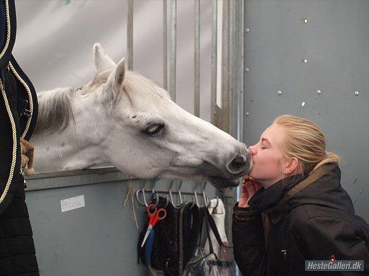 Welsh Pony (sec B) Black Beauty A-pony SOLGT <3 :,( - Hedensted landstævne 2011. budi <3  billede 18