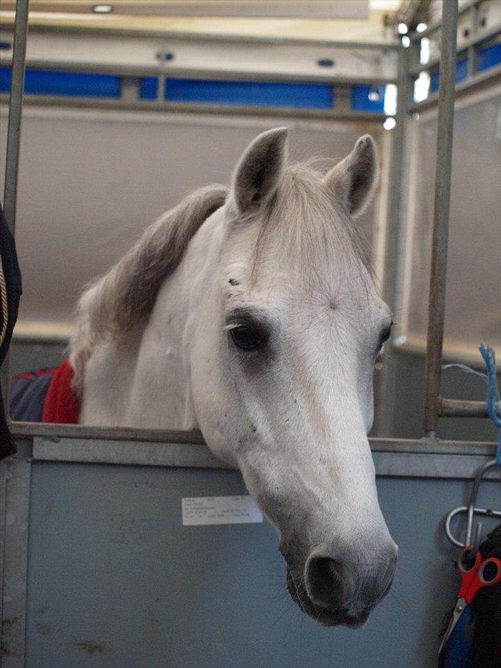 Welsh Pony (sec B) Black Beauty A-pony SOLGT <3 :,( - Hedensted landstævne 2011. budi du er så sød og dejlig <3 billede 19