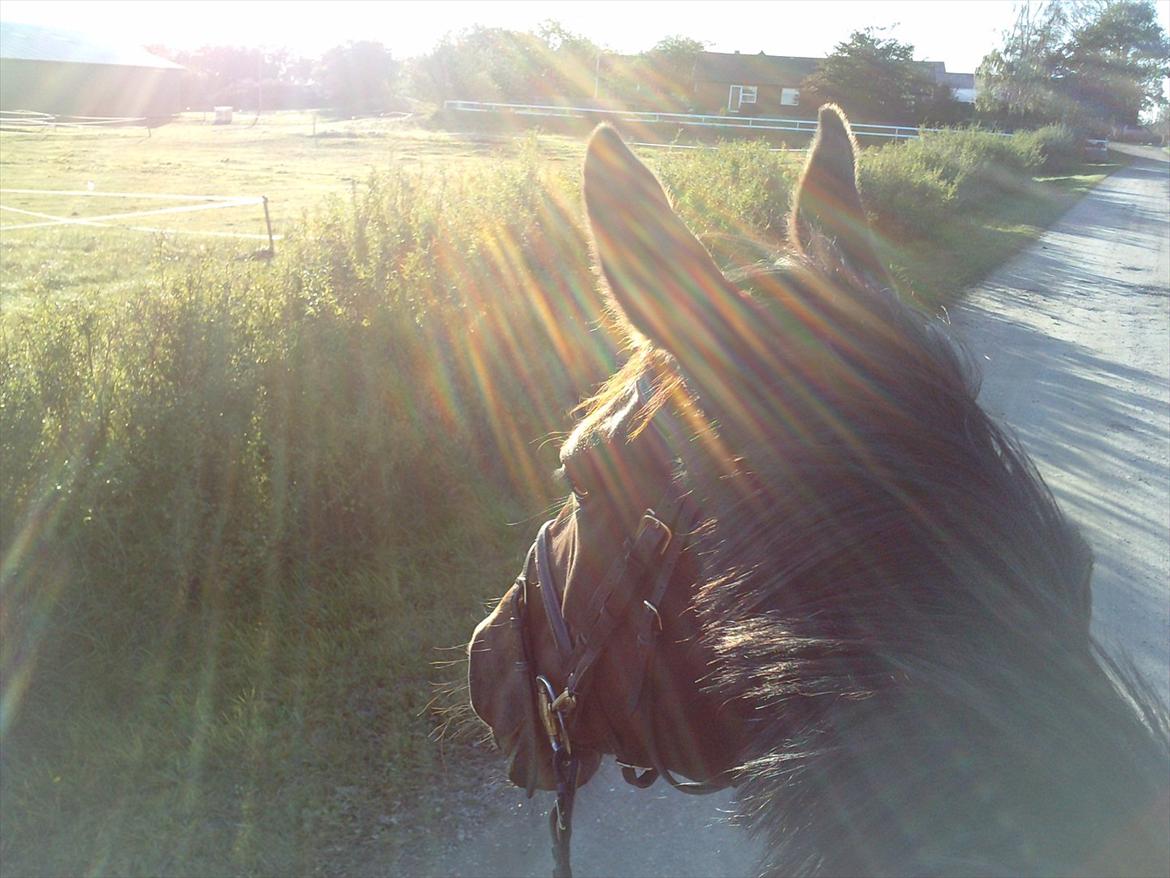 Anden særlig race Rapsodia - Vi skridter af en skøn efterårsdag, 2011 :) billede 12
