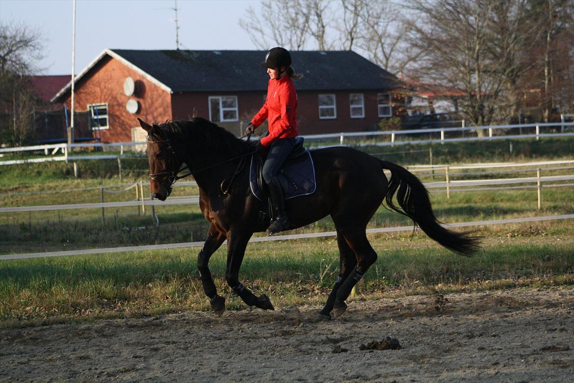 Anden særlig race Rapsodia - Elsker det billede<3 D. 12/11-2011 taget af Nicole billede 16