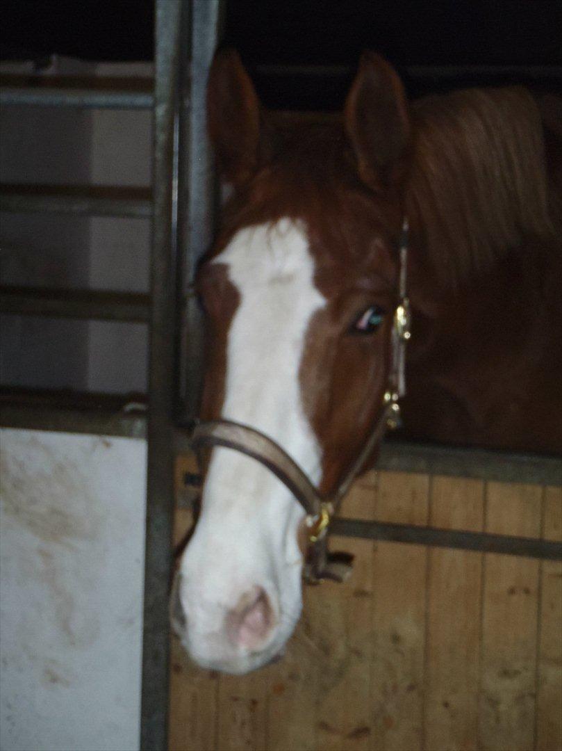 Dansk Varmblod Vestergårds Don Diligo billede 7