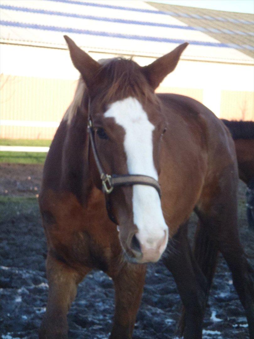 Dansk Varmblod Vestergårds Don Diligo billede 8