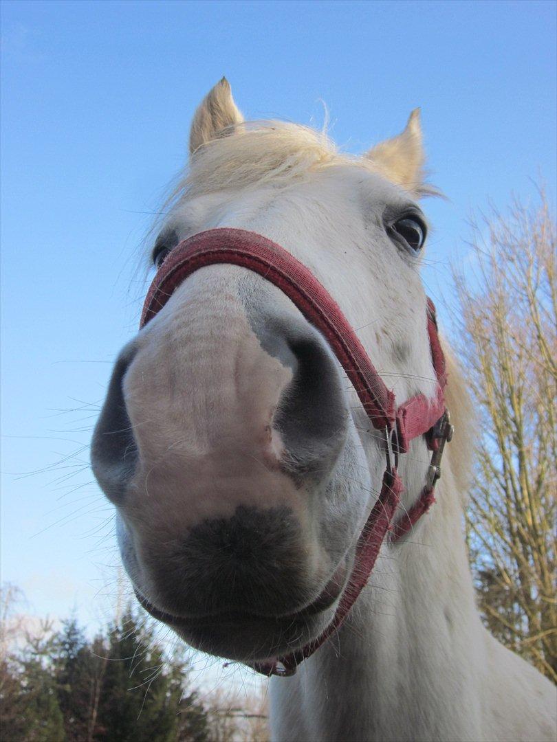 Anden særlig race • William billede 5