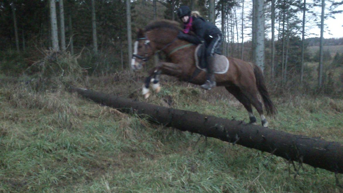 Anden særlig race Røde/Taz - Røde og jeg fandt en træstamme i skoven. Det var med fuldt fart vi kom over. billede 12