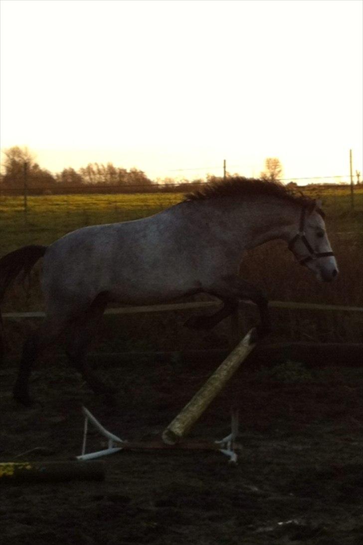 Connemara Casir   billede 15