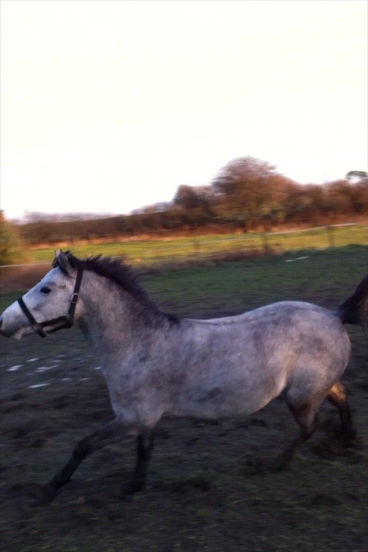 Connemara Casir   billede 17