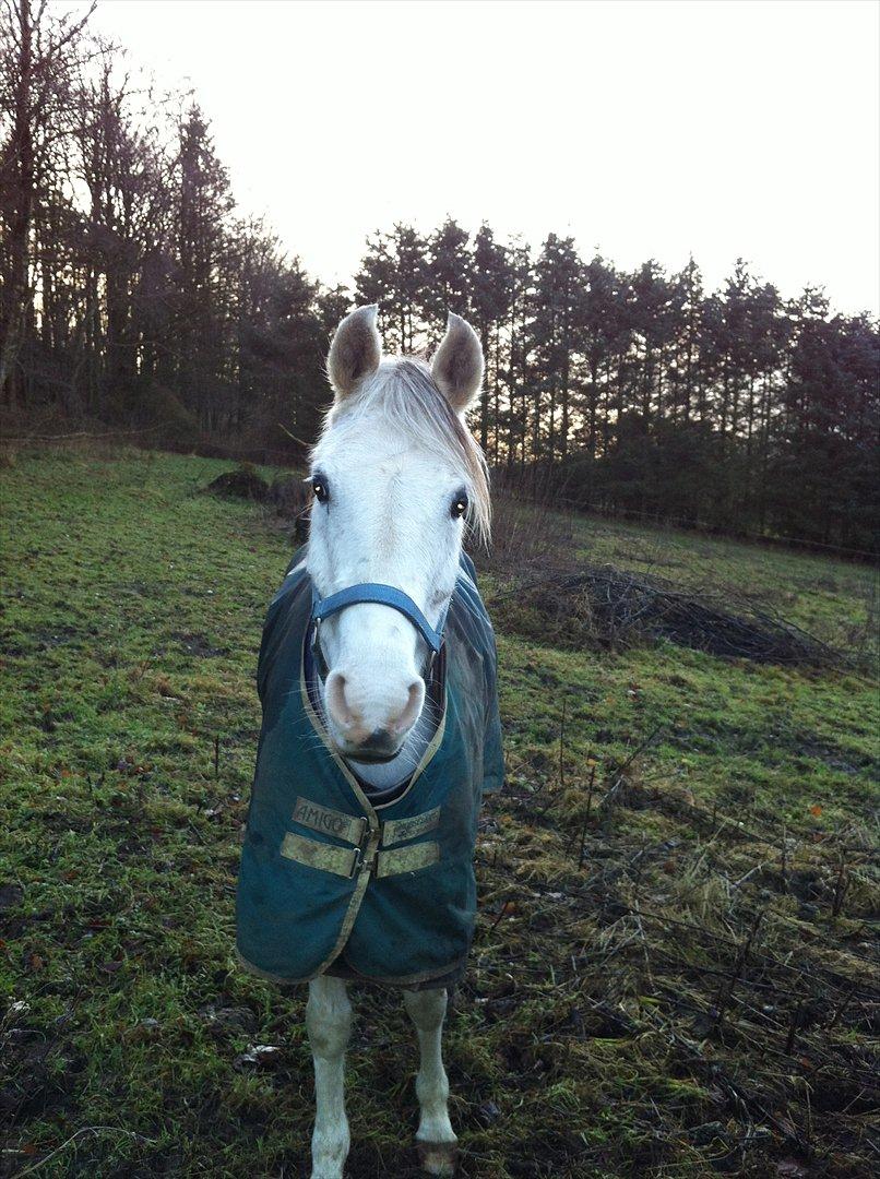 Arabisk fuldblod (OX) Silver Blue Ox - Sille på folden :) billede 5