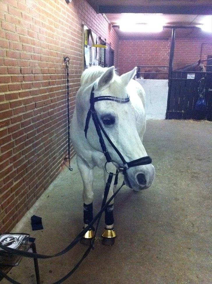 Welsh Pony (sec B) Bohemo Greco - I’m no beauty queen
I’m just beautiful me..♥ billede 3