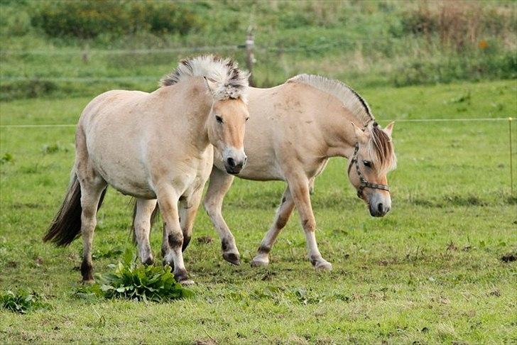 Fjordhest Asterix - SOMMER! xD billede 10