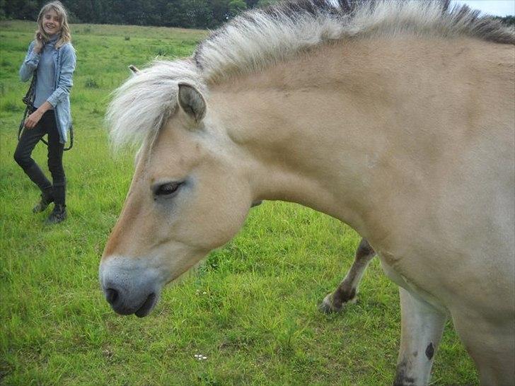 Fjordhest Asterix - Sure Baster xD billede 11