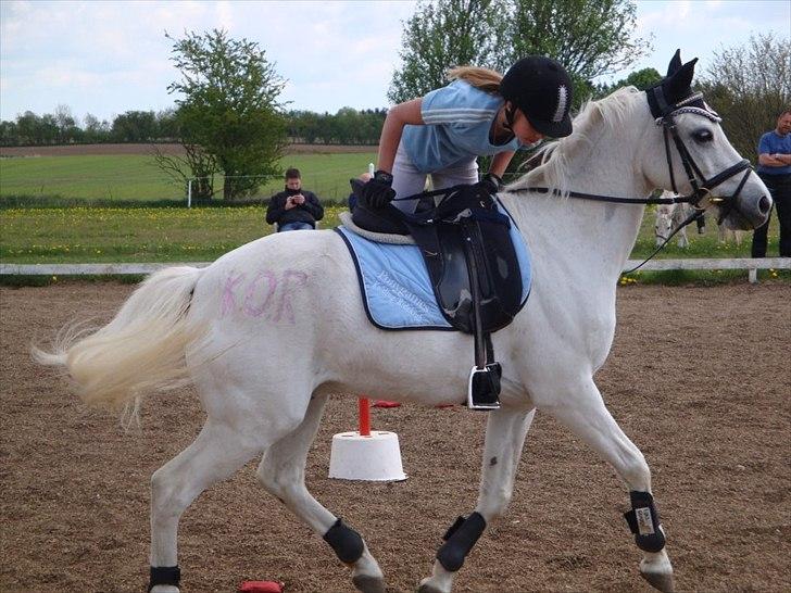 Welsh Pony (sec B) Bohemo Greco - It’s been said and done
Every beautiful thought’s been already sung
And I guess right now here’s another one
So your melody will play on and on, with best we own
You are beautiful, like a dream come alive, incredible
A center full of miracle, lyrical..♥
  billede 9