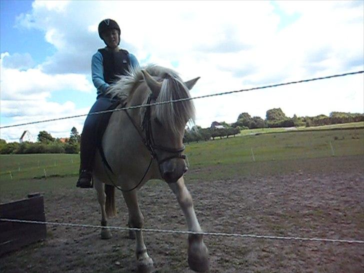 Fjordhest Lærkelundens Oliver billede 5