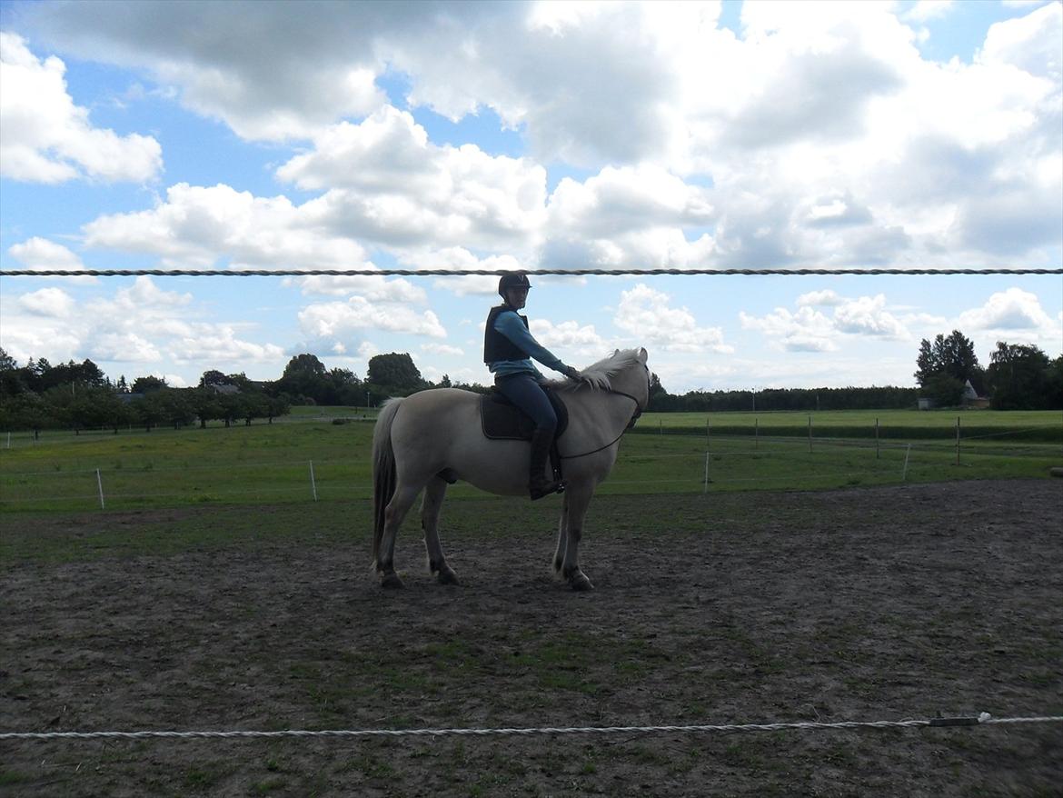 Fjordhest Lærkelundens Oliver billede 8