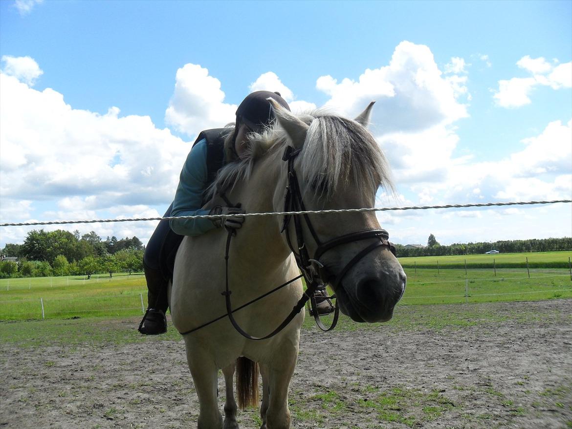 Fjordhest Lærkelundens Oliver billede 9