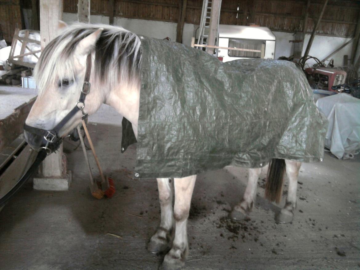 Fjordhest Lærkelundens Oliver billede 10