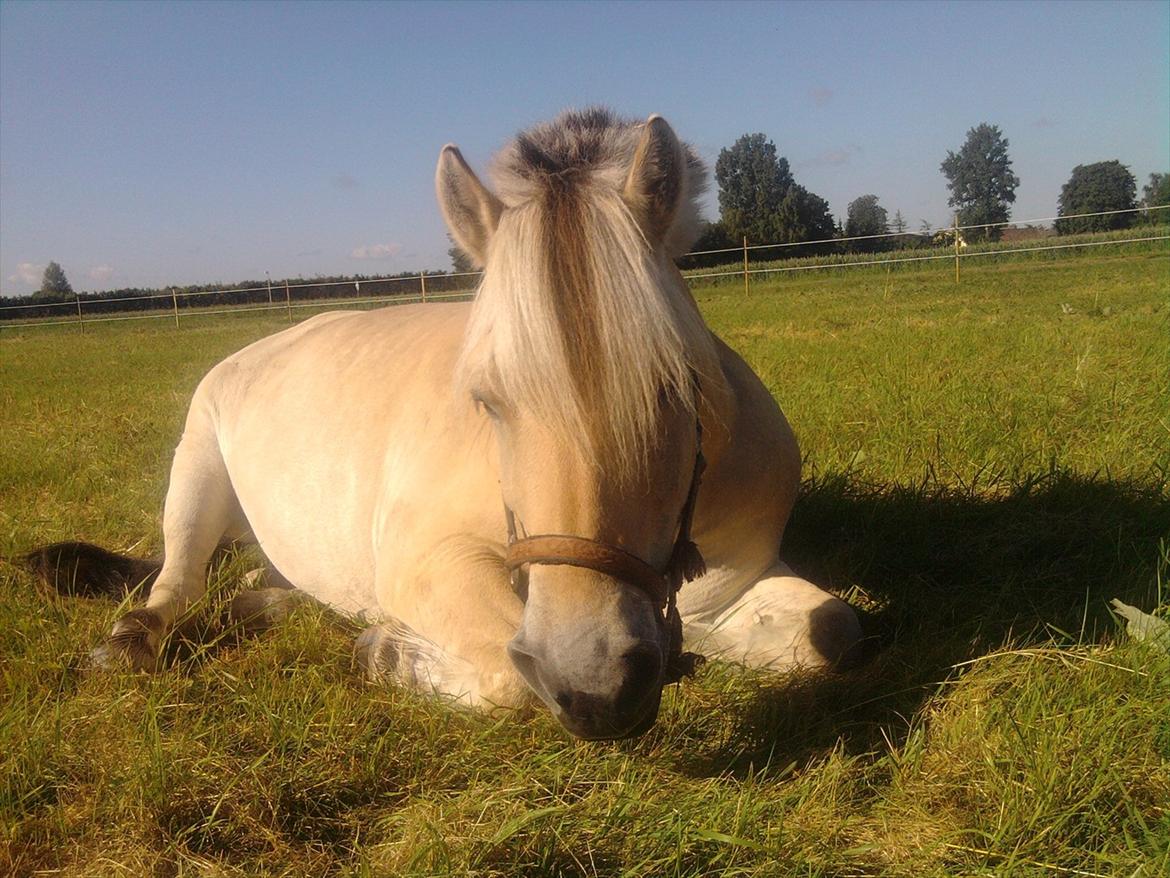 Fjordhest Lærkelundens Oliver billede 12