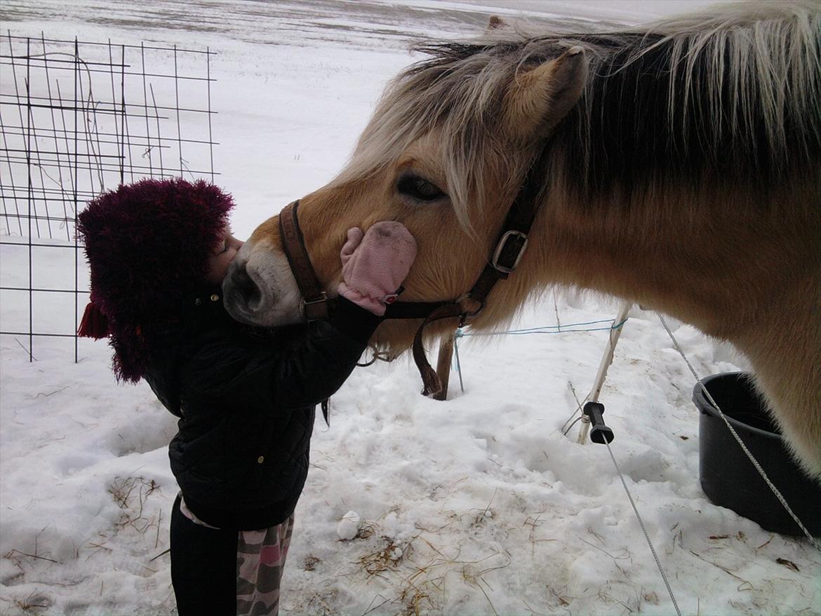 Fjordhest Lærkelundens Oliver billede 13