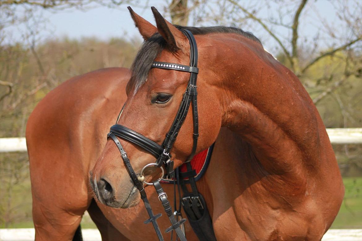 Trakehner Ka´rigo billede 1