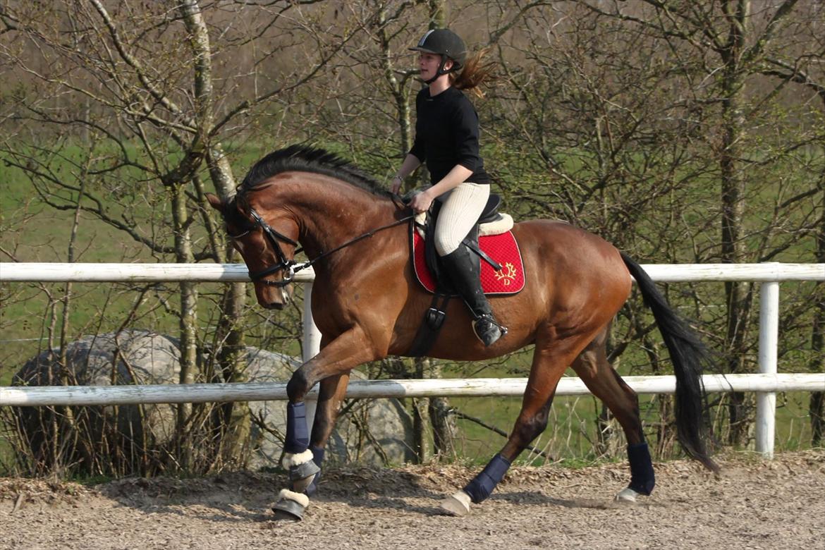 Trakehner Ka´rigo billede 2